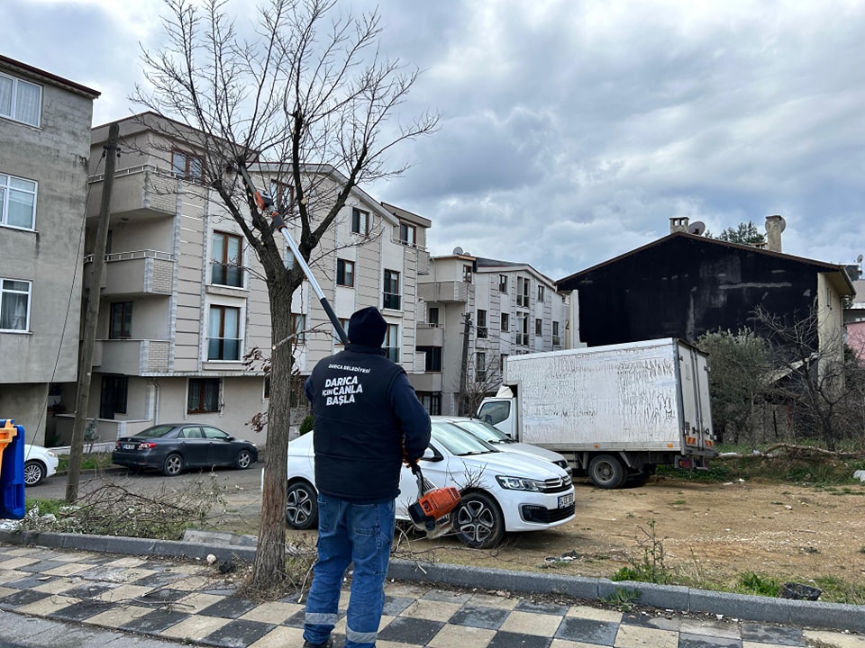 Darıca'da Yeşil Seferberlik: Ağaç Budama Çalışmaları Hız Kesmeden Devam Ediyor
